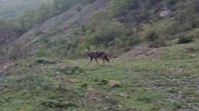 Aç kalan çakal yerleşim yerine indi