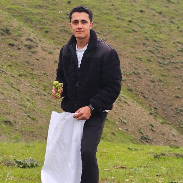 Muş'ta "Yayla muzu" mesaisi başladı
