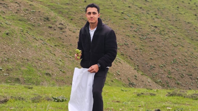 Muş'ta "Yayla muzu" mesaisi başladı