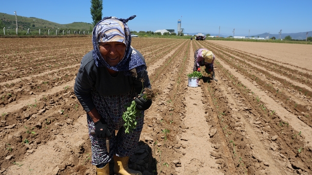 Aydın'da biberler toprakla buluştu