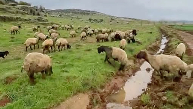 Araban'da kurbanlıklar satışa hazır