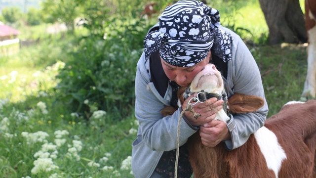 Üzümlü'de yabancı gelin hayvancılığa renk kattı