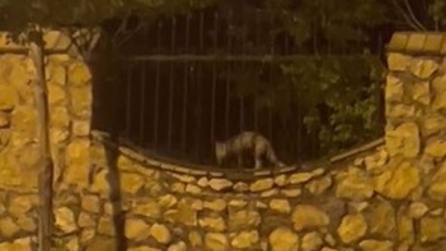 Elazığ'da aç kalan tilki tavuğu böyle götürdü
