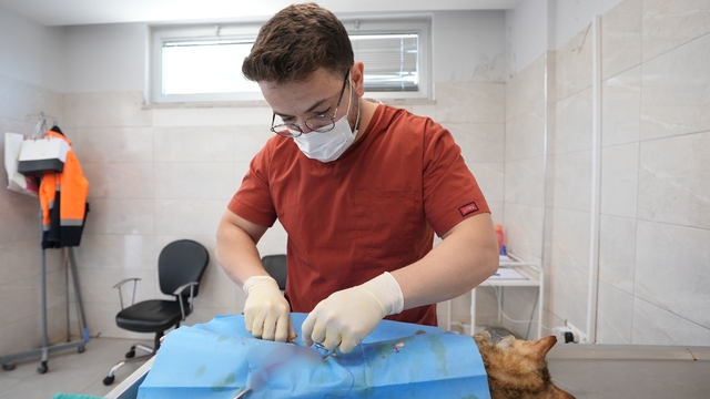 Denizli'de sokak hayvanlarını kısırlaştırma ve sahiplendirmede rekor artış