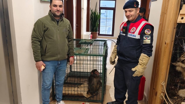 Köy yolunda bulunan 'Hint şebeği' cinsi maymun koruma altına alındı