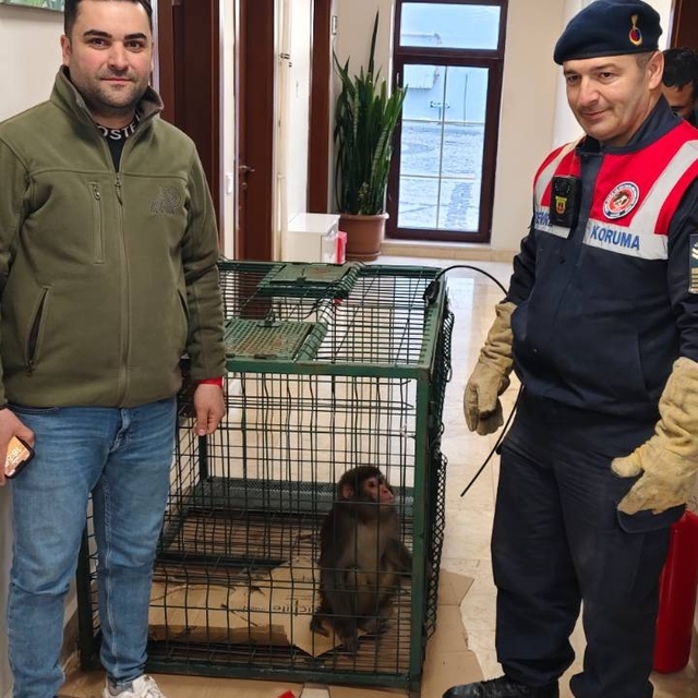 Köy yolunda bulunan 'Hint şebeği' cinsi maymun koruma altına alındı