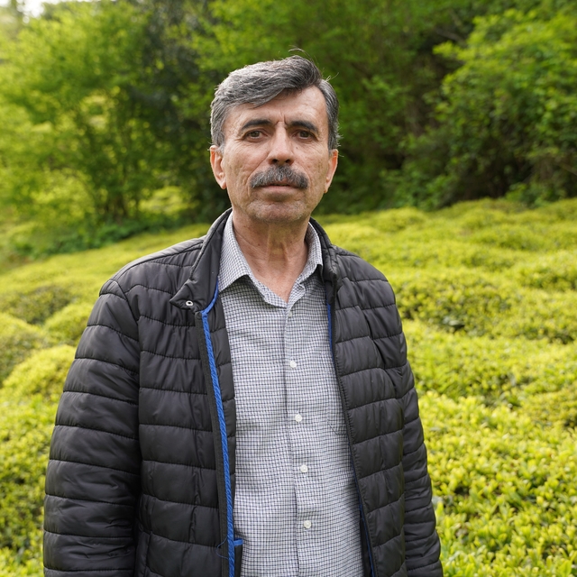 Yaş çay sezonuna sayılı günler kala üreticiler hazırlıklarını sürdürüyor