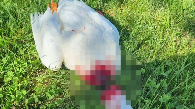 Nevşehir'de başı kesilmiş kaz bulundu