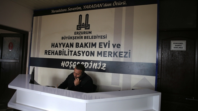 "112 ihbar sistemi" Erzurum'da son 2 yılda sahipsiz köpeklerle mücadeleye hız kazandırdı