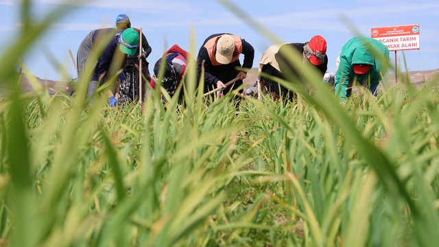 Aksaray'da yağmur yağışları tarımsal üretime can suyu oldu
Yurt dışına gönderilen sarımsaklar 7 aylık dikim ve yetişme sürecinde hiç sulama yapılmadan hasat dönemine giriyor