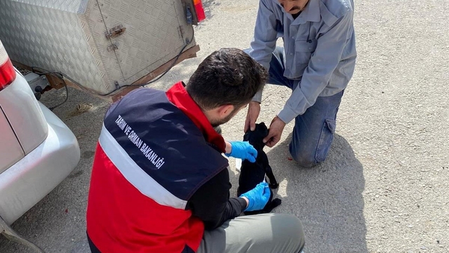 Emet'te sahipli kedi ve köpeklere mikroçip uygulaması, kimliklendirme ve pasaport tahsisi işlemleri
