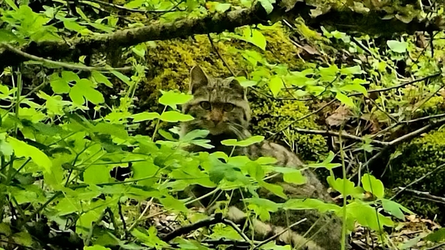 Bolu'da ormanlık alanda gezinen yaban kedisi görüntülendi