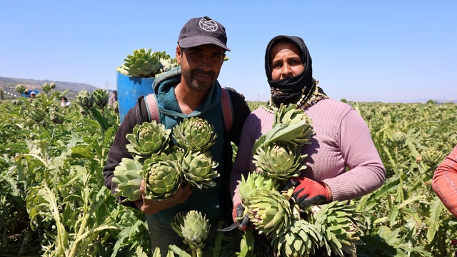 "Yeşil elmas" Aydın'da üretiliyor, yurdun dört bir yanına gönderiliyor
Sağlık kaynağı Aydın enginarında hasat sürüyor