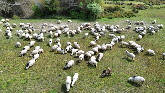 Kızılırmak Deltası yayla göçündeki sürülere ev sahipliği yapıyor