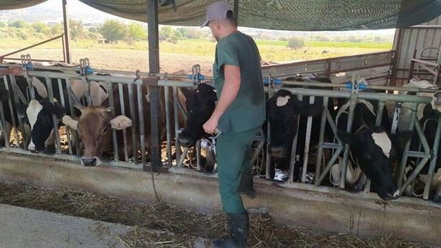 Aydın'da şap hastalığı: 17 mahallede karantina tedbirleri alındı