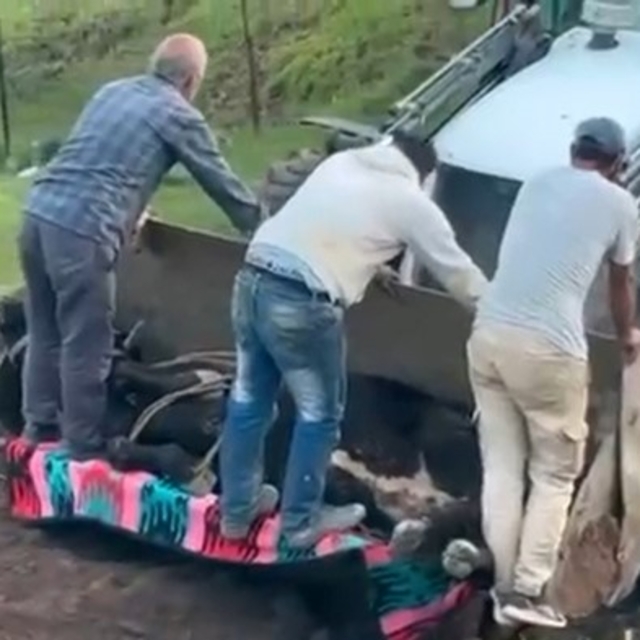 Siirt'te kaybolan büyükbaş hayvan çamura saplanmış halde bulundu