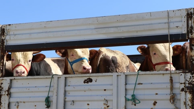 Bayburt'ta kurbanlık hayvan sevkleri için uyarı