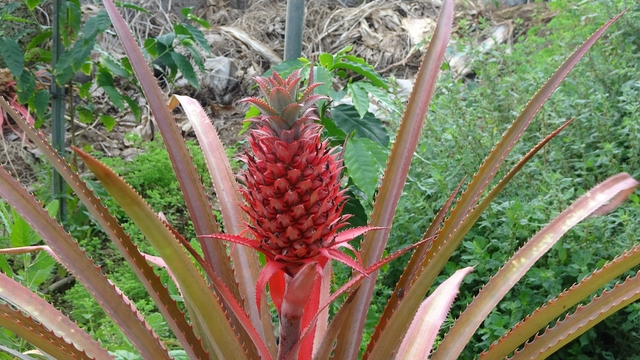 Alanya'da deneme amaçlı ekilen ananasta ilk meyve topaları çıktı
Eşi seviyor diye Alanya'da ananas yetiştirdi