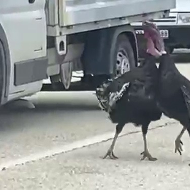 Yol ortasındaki hindi kavgası trafiği durdurdu
Komşu hindilerinin kavgası t...