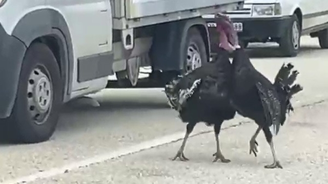 Yol ortasındaki hindi kavgası trafiği durdurdu
Komşu hindilerinin kavgası trafiği durdu