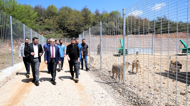 Kocaeli'de 650 köpek kapasiteli yeni barınak hizmete alındı
Sokak hayvanları için tam donanımlı barınak