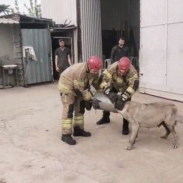 Hava filtresine sıkışan köpek kurtarıldı