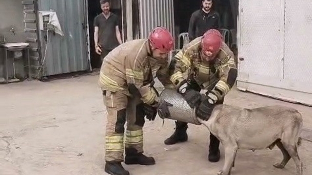 Hava filtresine sıkışan köpek kurtarıldı