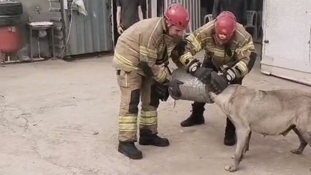 Bursa'de başı hava filtresine sıkışan köpek itfaiye tarafından kurtarıldı