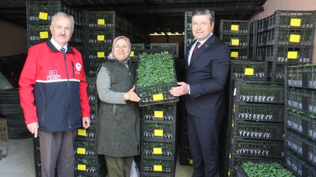 İnebolu'da çiftçilere 124 bin adet sebze fidesi dağıtıldı