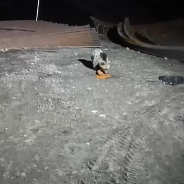 Bayburt'ta köpeklerin kovaladığı ayı yemeğini bırakmadı