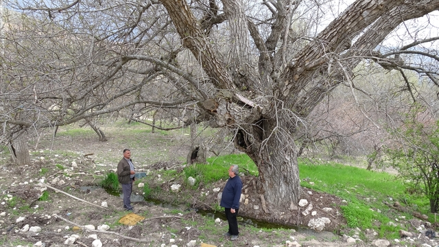 Malatya'daki 270 yıllık ceviz ağacı zamana direniyor