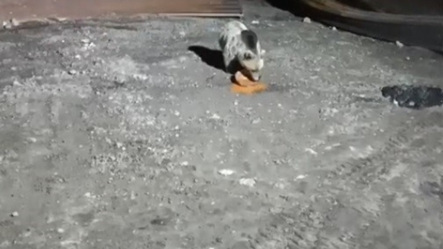 Bayburt'ta köpeklerin kovaladığı ayı yemeğini bırakmadı