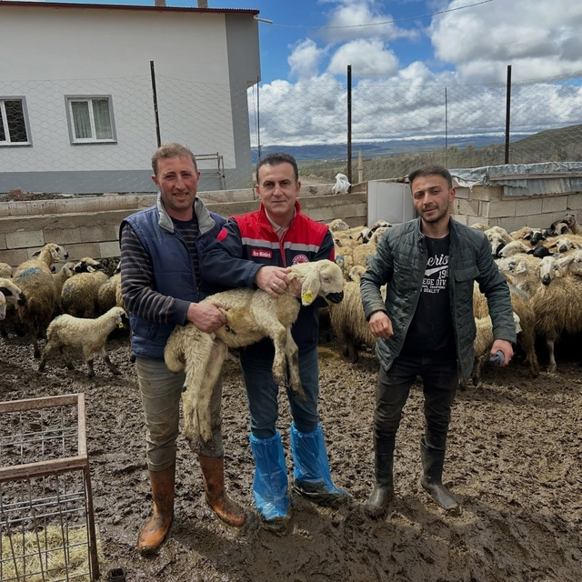 Aydıntepe'de küçükbaş hayvan tespitleri sürüyor