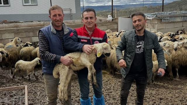 Aydıntepe'de küçükbaş hayvan tespitleri sürüyor