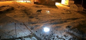 Bozayı evin bahçesine girdi, kızıl tilki çöpte yiyecek aradı