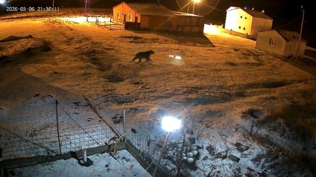 Bozayı evin bahçesine girdi, kızıl tilki çöpte yiyecek aradı
