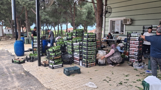 Taze bağ yaprağı aile ekonomisine can suyu oldu