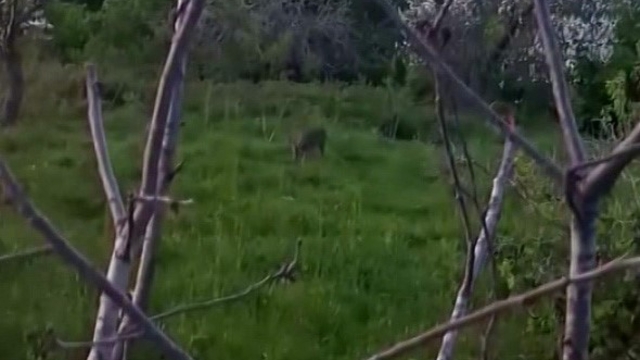 Sinop'ta yavru karaca görüntülendi