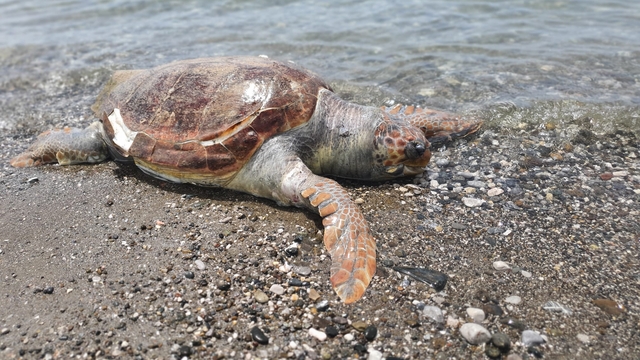 Fethiye'de ölü caretta caretta sahile vurdu
