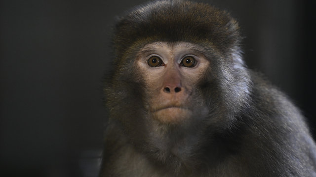 Galeri