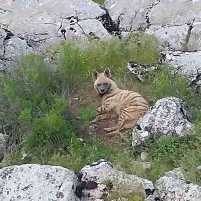 Gölbaşı ilçesinde nesli tükenmekte olan sırtlan görüldü
