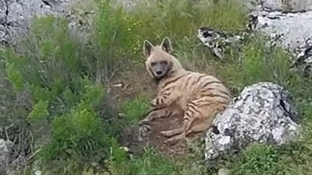 Gölbaşı ilçesinde nesli tükenmekte olan sırtlan görüldü