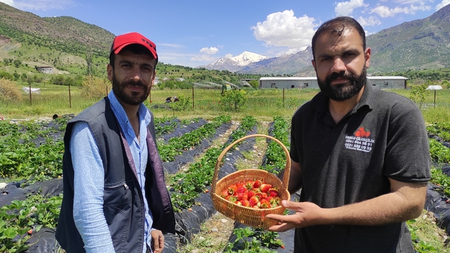 Batman'da organik Sason çileğinde yılın ilk hasadı başladı