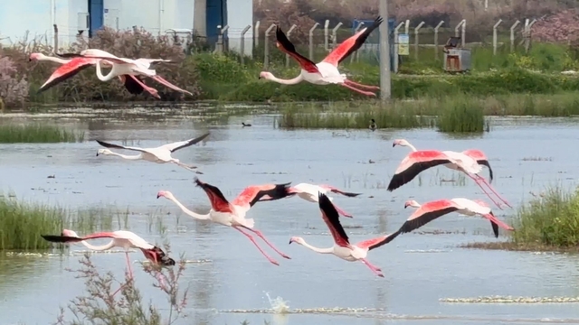 Ayvalık'ın pembe kanatlı misafirleri
Doğanın en zarif dansçıları flamingolar Ayvalık'ta görüntülendi