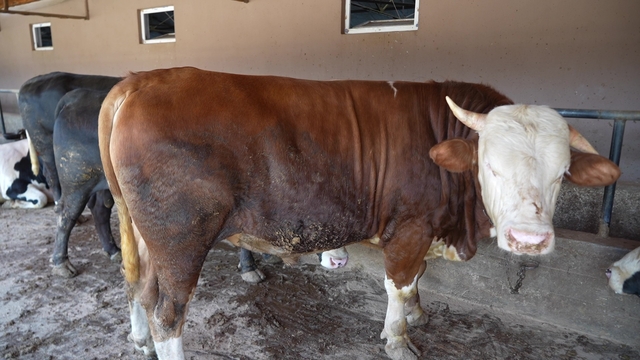 Çiftliğin gözdesi 1 ton 300 kiloluk tosun oldu
Fiyatı neredeyse yarım milyon