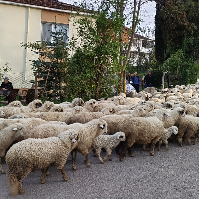 Ordu'da koyunların yayla yolculuğu