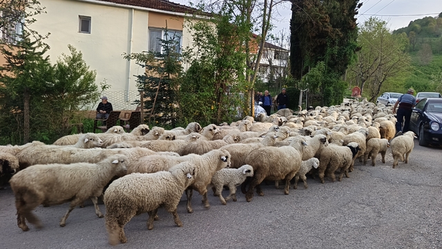Ordu'da koyunların yayla yolculuğu