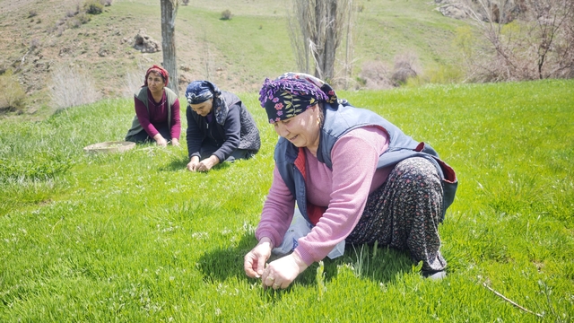 Yabani otların arasından özenle seçilerek, jilet yardımıyla tek tek toplanıyor
Sivas'ta şiirlere türkülere konu olan madımak sezonu açıldı, kadınların bin bir zahmetle toplayın çeşit çeşit yemeğini yaptığı madımağın kilosu pazarda 200 TL'den satılıyor