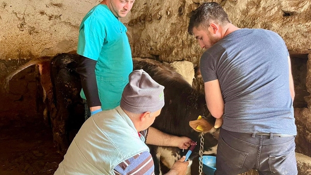 İhsaniye'de şap hastalığına karşı çalışma yapıldı