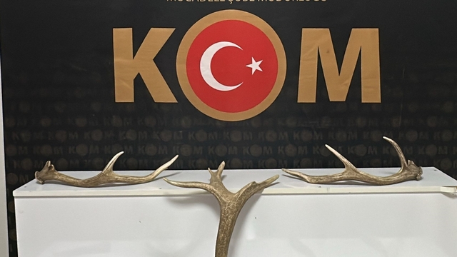 Kırşehir'de 7 kızıl geyik boynuzu ele geçirildi